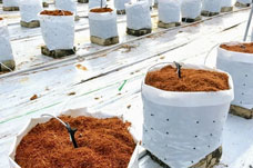 Кокосове волокно (койра): найбільш універсальне середовище для вирощування канабісу